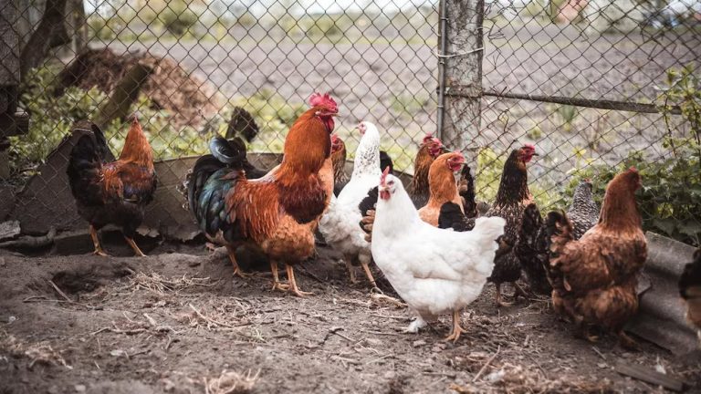 La gripe aviar mata a 20 millones de pollos en EE.UU., elevando los precios de los huevos por las nubes