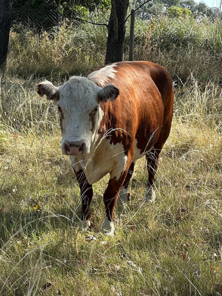 Final feliz para “Valiente”, la vaca que saltó de un camión que iba rumbo a un matadero en el sur del conurbano