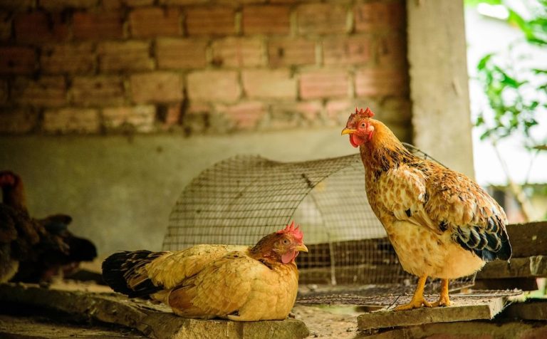 Chile suspendió la importación de pollos desde la Argentina por la detección de un caso de gripe aviar